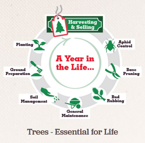 The life cycle of the Christmas Tree farmer