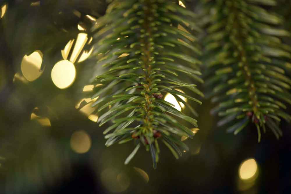 Christmas tree branches close up with lights in the background