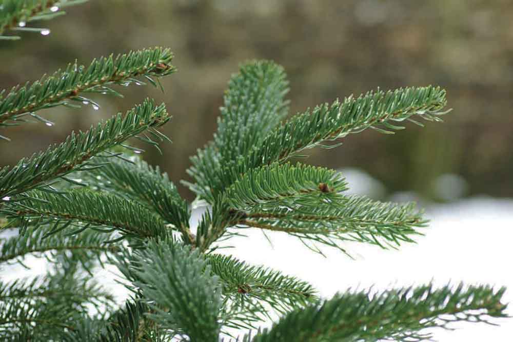 A close up of a Christmas tree at Langford Lakes Christmas Tree Farm
