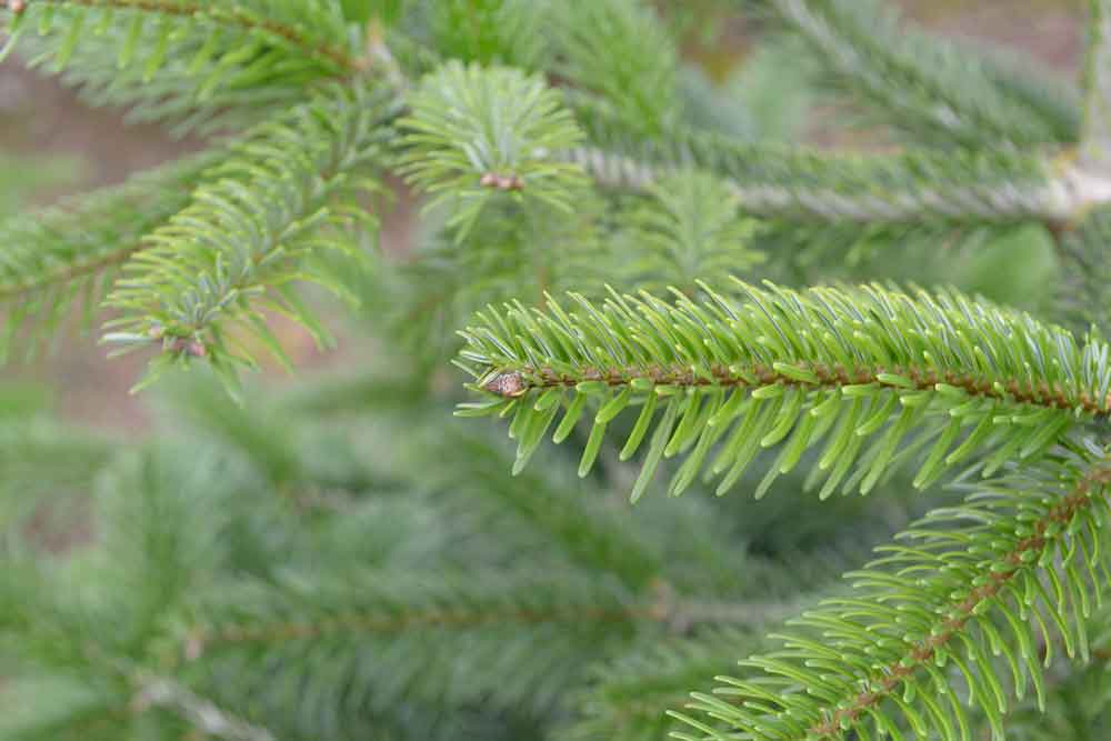 A close up of a fresh Christmas tree at Langford Lakes Christmas Tree Farm