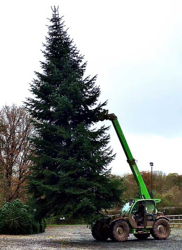 Large Christmas Trees for sale in Somerset Large Christmas Trees for sale in Somerset