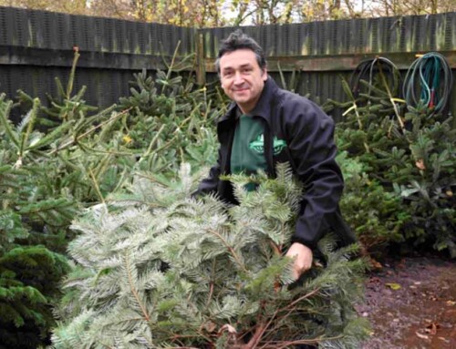 Recycle your Christmas tree