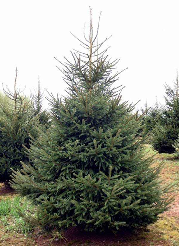 Norway Spruce traditional tree A Norway Spruce Christmas Tree growing at Langford Lakes