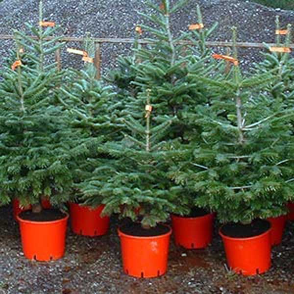 Potted Christmas trees Potted Christmas trees