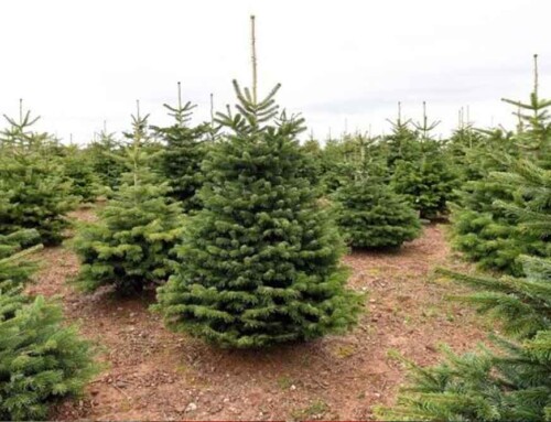 Facebook Competition – Win a Christmas Tree